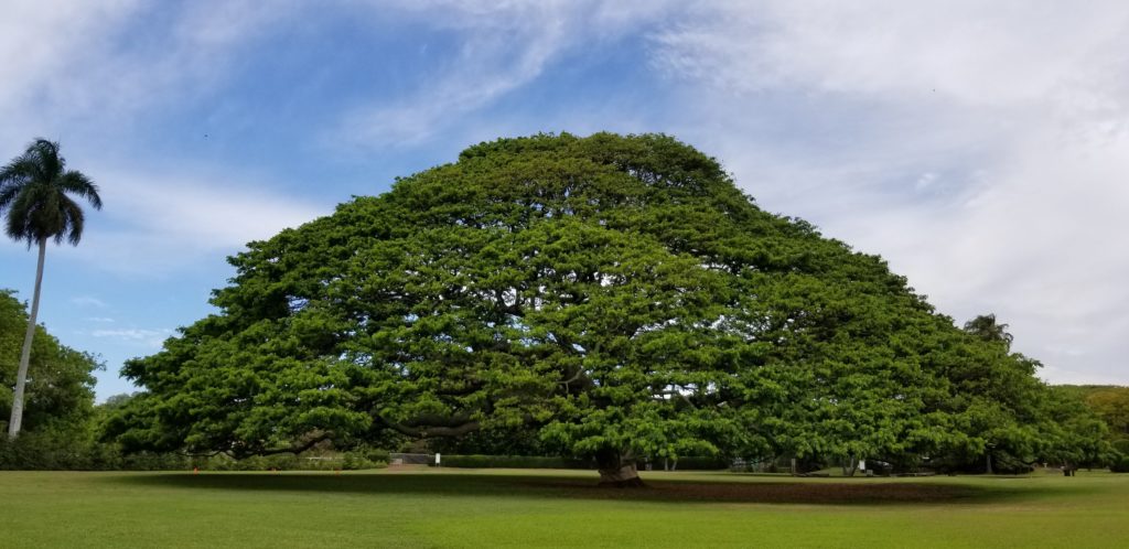 「この木なんの木」モアナルア・ガーデンズのモンキーポッド