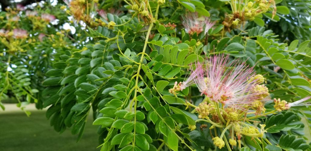 「この木なんの木」モンキーポッドに咲く花