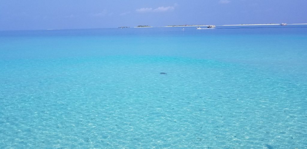 モルディブの水上ビラから見えたウミガメ