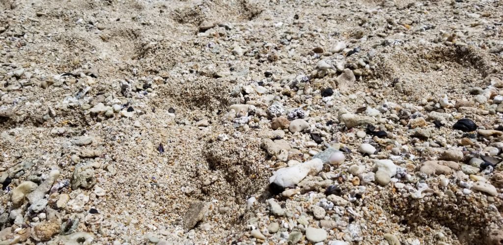 サンライズシェルビーチの砂浜