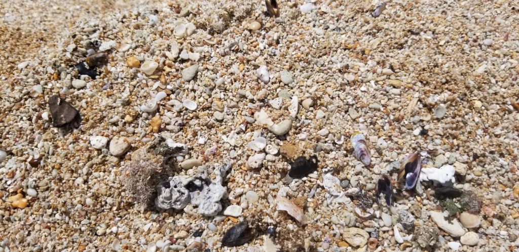 サンライズシェルビーチの砂浜