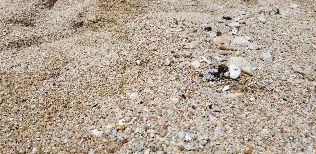 サンライズシェルビーチの砂浜