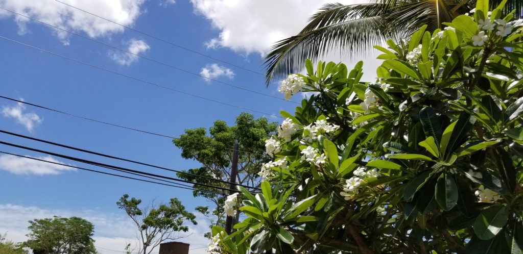 ハレイワに咲く花