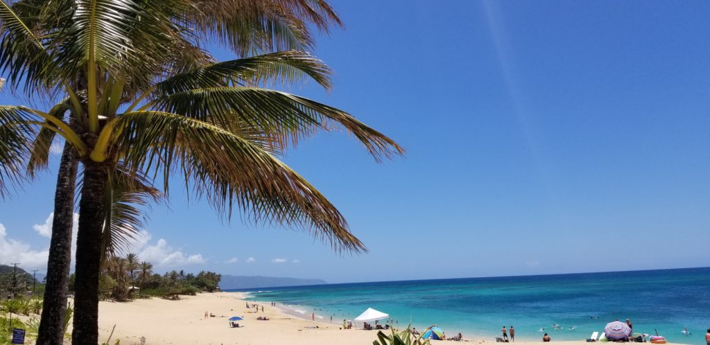 【ハワイのおすすめツアー】VELTRAでノースショア観光！この木なんの木やジョバンニに行ってきたので実録レポート